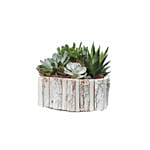 Indoor Plants In Hexagonal Wooden Pot