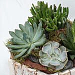 Indoor Plants In Hexagonal Wooden Pot