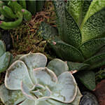 Indoor Plants In Hexagonal Wooden Pot