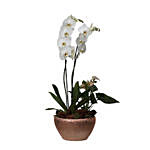 Phalaenopsis & Anthurium Plant In Golden Pot