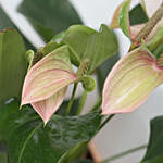 Phalaenopsis & Anthurium Plant In Golden Pot