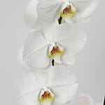 Phalaenopsis & Anthurium Plant In Golden Pot