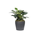 Philodendron Birkin Plant Grey Pot