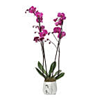 Purple Phalaenopsis Plant Grey Pot