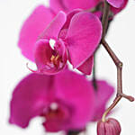 Purple Phalaenopsis Plant Grey Pot