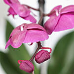 Purple Phalaenopsis Plant Grey Pot