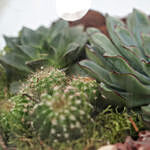 Succulent Plants Glass Tray
