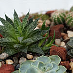 Succulent Plants Glass Tray