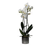 White Phalaenopsis Plant Grey Pot