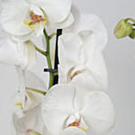 White Phalaenopsis Plant Grey Pot