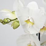 نبات الأوركيد الأبيض الفاخر في أصيص أنيق