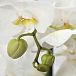 White Phalaenopsis Plant Grey Pot