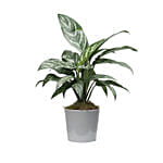 Aglaonema Plant Grey Ceramic Pot