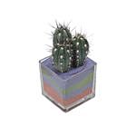 Cactus Plant Square Shaped Glass Jar