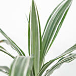 Dracaena White Stripes Plant Bronze Pot