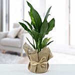 Jute Wrapped Aglaonema Plant