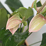 Phalaenopsis & Anthurium Plant In Golden Pot With Ramadan Topper