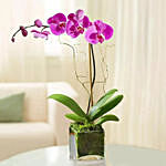 Ramadan Kareem Purple Orchid Plant In Glass Vase