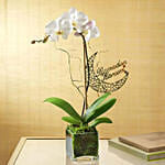 White Orchid Plant In Glass Vase & Ramadan Topper