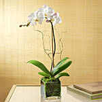 White Orchid Plant In Glass Vase & Ramadan Topper
