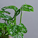 Monestra Oblique Moss Stick Plant
