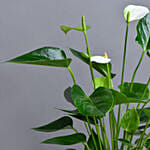 White Anthurium Plant