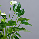 White Anthurium Plant