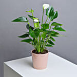 White Anthurium Plant