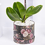 Purple Orchid Plant in Box