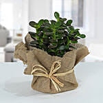 Crassula Minor With Jute Wrapped Pot