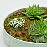 Holy Ramadan Assorted Plant Gift