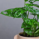 نبات مونستيرا منزلي في أصيص سيراميك أبيض 30 سم