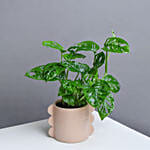 نبات مونستيرا منزلي في أصيص سيراميك أبيض 30 سم