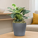 Philodendron Birkin Plant Grey Pot