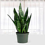 Sansevieria Zeylanica
