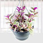 Tradescantia Nanouk