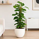 Upright Green Moss Pole Plant In White Cement Pot