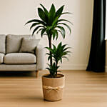 Twin Stem Dracaena with Jute Wrapped