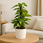 Upright Moss Pole Houseplant in Minimalist White Planter