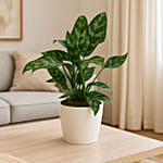 AGLAONEMA MARIA In White Cement Pot