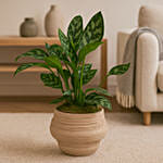 Aglaonema Plant in a textured clay pot