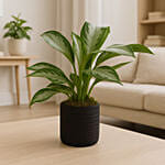 AGLAONEMA SILVER BAY In Black Cement Pot
