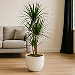 Dracaena Marginata in White Ceramic Pot