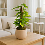 EPIPREMNUM MOSSTOK In Soft Beige Planter