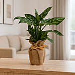 Jute Wrapped AGLAONEMA MARIA Plant