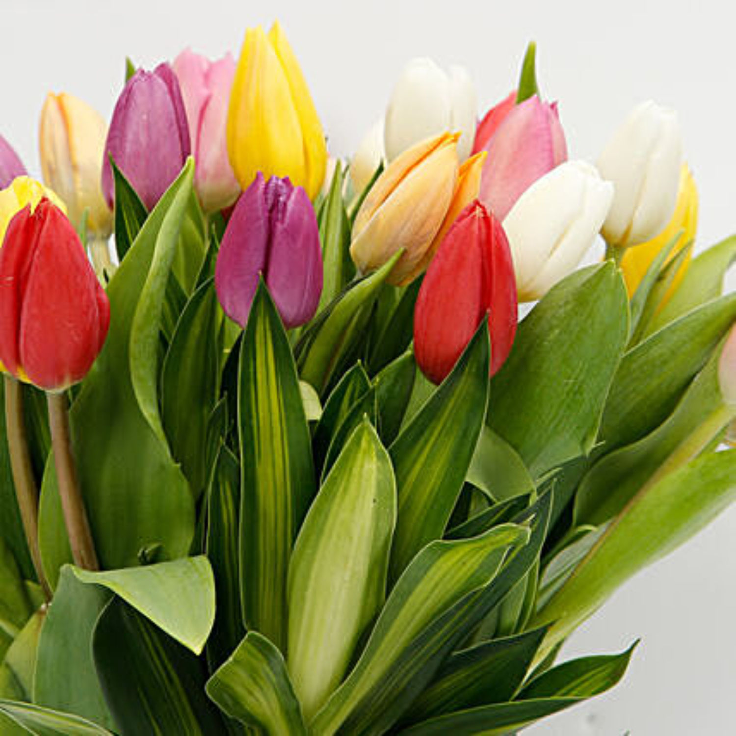 Online 25 Vibrant Tulips Bunch Gift Delivery in Qatar FNP