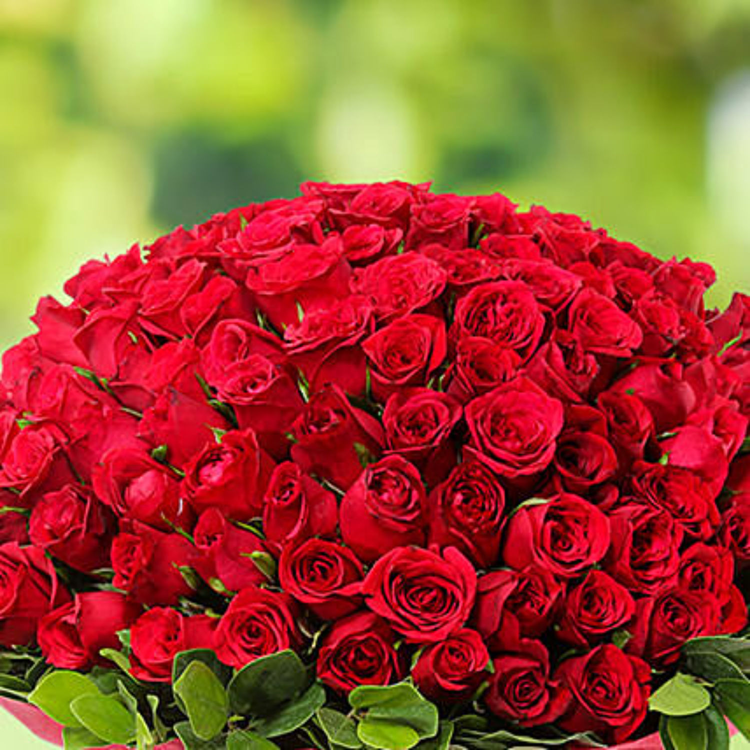 Online 100 Red Roses Gift Delivery in Qatar FNP