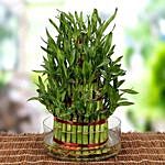 5 Layers Lucky Bamboo For Moms