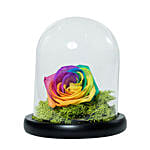 Splendid Rainbow Rose