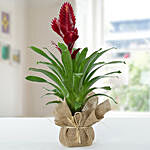 Vriesea Christiane Jute Wrapped Potted Plant